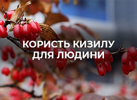 Способи розмноження кизилу - корисні статті про садівництво від Agro-Market