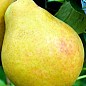 Груша "Бере Київська" (зимовий сорт, пізній термін дозрівання)