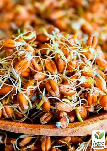Жито для пророщування органічного походження ТМ "Green Vitamin" 500г