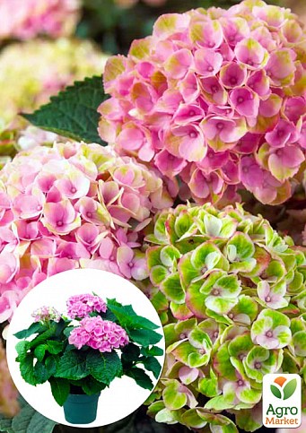 LMTD Гортензия крупнолистная цветущая 3-х летняя "Magical Revolution Pink" (30-40см)
