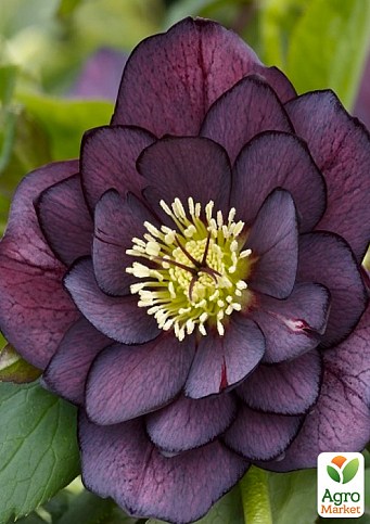 Морозник махровый (Helleborus) "Double Ellen Purple"
