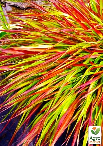 Хаконеклоя большая "Бени Каз" (Hakonechloa macra Beni Kaze)