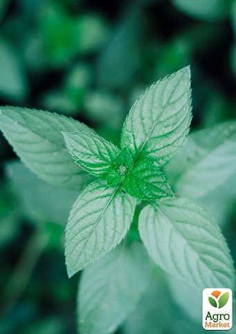 М'ята Блакитна "Mint Blue"