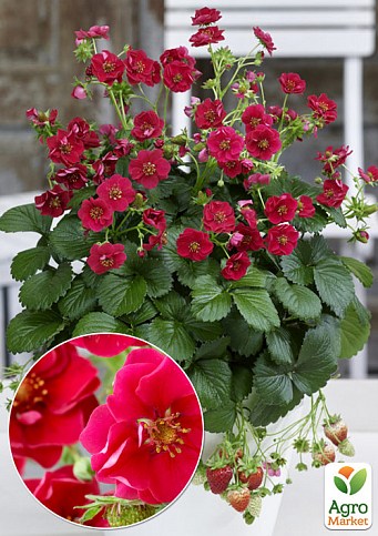Клубника Ампельная Махровоцветущая "Rose" (ремонтантный ранний сорт)