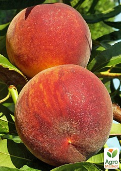 Персик "Харбингер" (крупноплодный сорт, ранний срок созревания)1