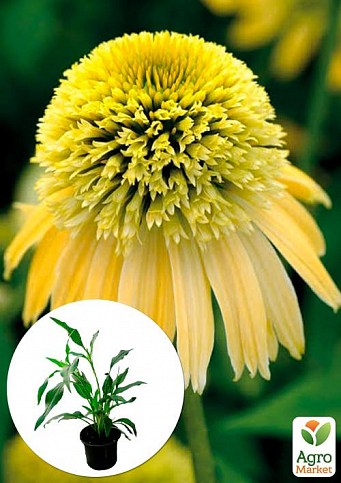Ехінацея "Eccentric Yellow"