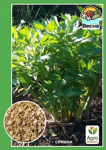 Любисток многолетник ТМ "Весна" 0.1г