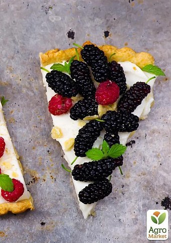 Шелковица крупноплодная "Шелли" (летний сорт, ранний срок созревания ...