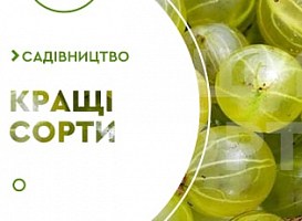 Кращі сорти агрусу для України - корисні статті про садівництво від Agro-Market