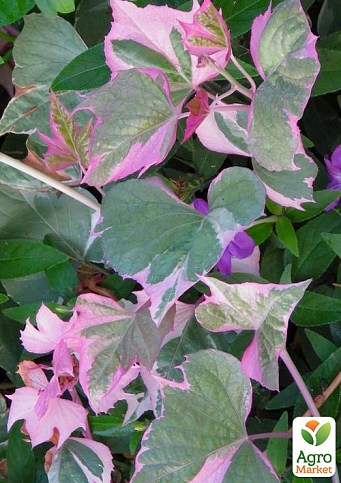 Ипомея ампельная Батат "Colored Leafs"