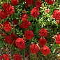 Троянда в контейнері ґрунтопокровна "Red Cascade" (саджанець класу АА+)