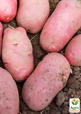 Картопля "Каразон" насіннєва рання (1 репродукція) 5кг