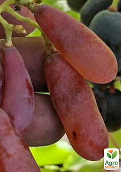 Виноград "Бананчик Рожевий" (велика, солодка, соковита ягода екзотичної форми)9