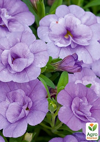 Калибрахоа Calita "Double Sky Blue" (контейнер №10, высота 10-15см)