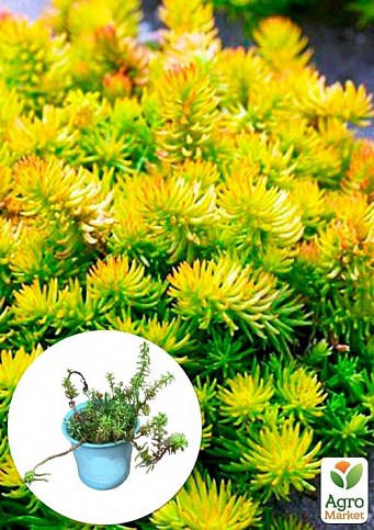 Очиток отогнутый "Ангелина"(Sedum reflexum "Angelna")