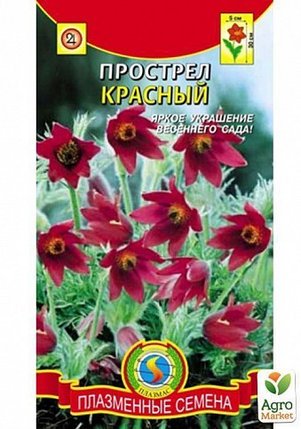Прострел Красный ТМ "Плазменные семена" 10шт