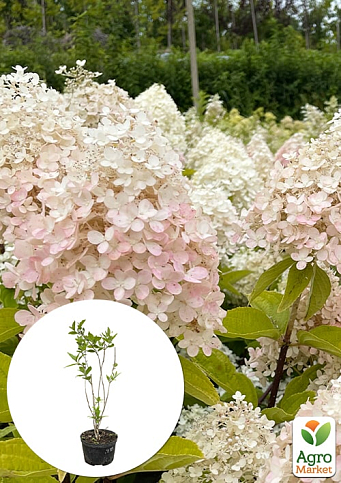 Гортензия 3-х летка метельчатая "Magical Sweet Summer"