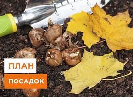 Що посадити в листопаді? - корисні статті про садівництво від Agro-Market