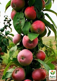 Яблуня колоноподібна "Тріумф" (Плоди цукерково-солодкого смаку, осінній сорт)2