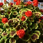 Пеларгония пестролистная "Contrast" (контейнер № 10, высота 10-20 см)