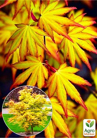 Клен японский пальмолистный "Катсура" (Acer pal. "Katsura") контейнер Р9