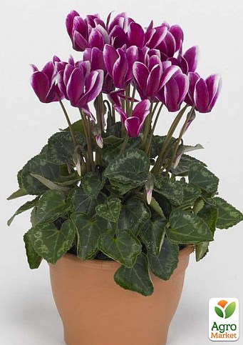 Цикламен перський "Fuchsia"