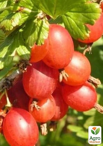 Крыжовник "Конфетный" (ранне-средний срок созревания) 