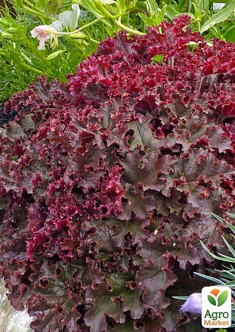 Гейхера (Heuchera) "Melting Fire"