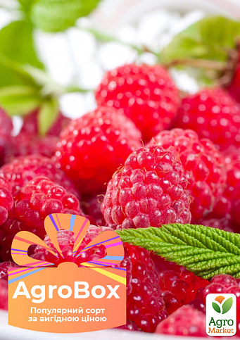Эксклюзив! AGROBOX с саженцем малинового дерева одного из самых любимых сортов