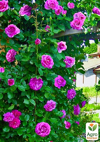 Троянда в контейнері плетиста "Violette Parfume" (саджанець класу АА+) - фото 4