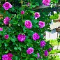 Троянда в контейнері плетиста "Violette Parfume" (саджанець класу АА+)
