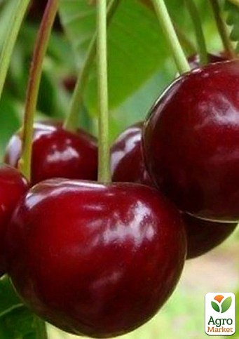 Вишня "Эрди Крупноплодная" (летний сорт, среднеспелый срок созревания)