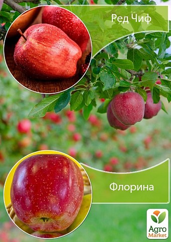 Дерево-сад Яблоня "Ред Чиф+Флорина"