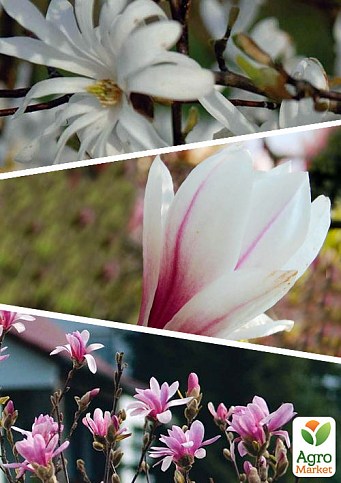Магнолия, комплект из 3-х сортов "Южные ветра" (Southern Winds) 3шт в упаковке