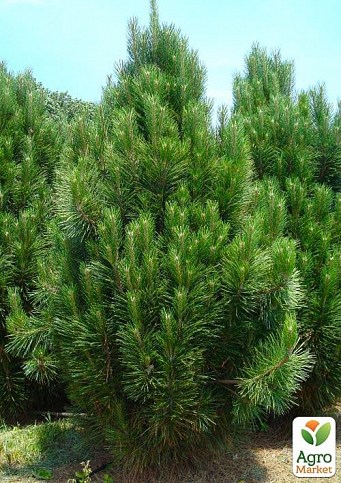Сосна Чёрная "Nigra" (Pinus Nigra) горшок P9