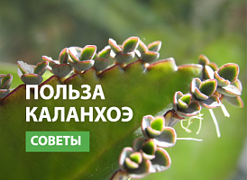 Лікувальні властивості каланхое  - корисні статті про садівництво від Agro-Market