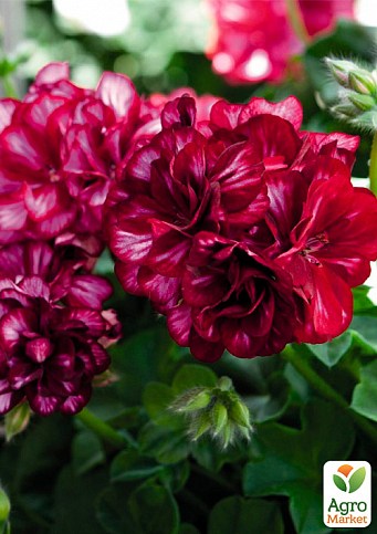 Пеларгонія ампельна "Fire Burgundy Braze" (контейнер № 10, висота 10-20 см)