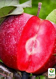 Яблоня красномясая "Сирена"(Sirene) (летний сорт, средний срок созревания)11