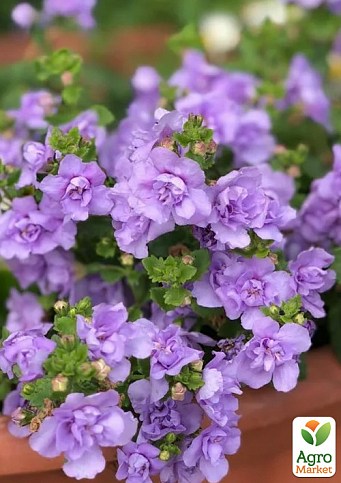 Бакопа Махрова Ампельна «Baristo Double Lavender»
