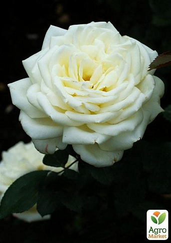 Роза чайно-гибридная "Боинг" (саженец класса АА+) высший сорт