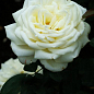Роза чайно-гибридная "Боинг" (саженец класса АА+) высший сорт