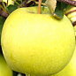 Яблуня "Мутсу" (зимовий сорт, пізній термін дозрівання)