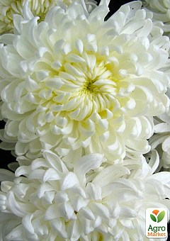 Хризантема крупноцветковая "Agora Blanc" (вазон С1 высота 20-30см)1