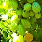 Агрус "Зелений Дощ" (пізній термін дозрівання, морозостійкий сорт)