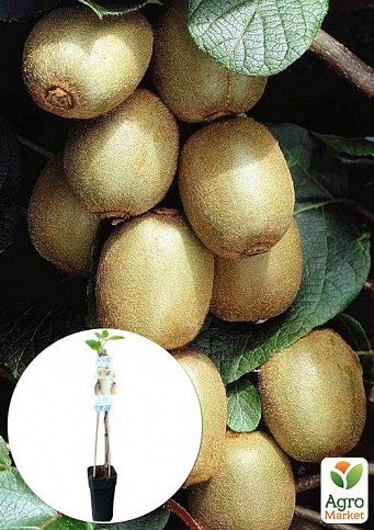 LMTD Ківі "Hayward" (жіночий сорт, укорінений)