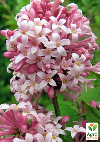 Бузок рожевий "Міс Канада" (Miss Canada) - фото 2