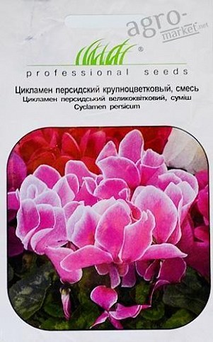 Цикламен перський великоквітковий суміш ТМ "HEM Zaden" 5шт