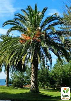 Пальма «Phoenix roebelenii» (тропічна, дуже декоративна рослина)2