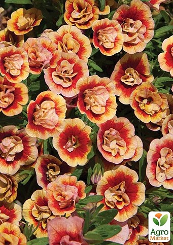 Калибрахоа Calita "Double Sunset Bicolor" (контейнер №10, высота 10-15см)
