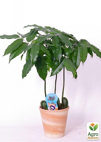 Каштан кімнатний "Castano Magnifico" дм 13 см вис. 50 см